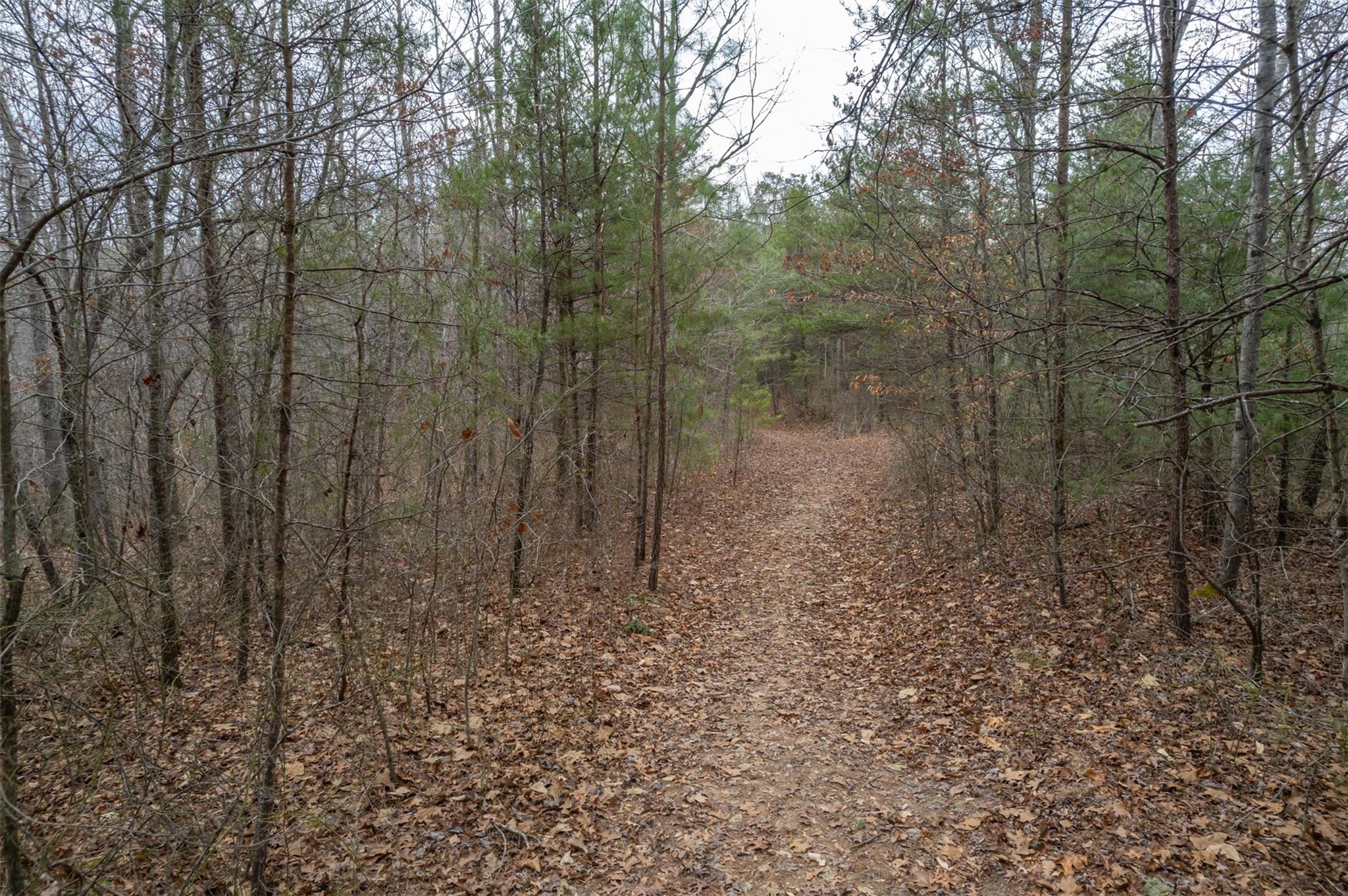 200 Clark Road Rutherfordton, NC 28139 - Photo 9 of 33 a view of a forest with a tree