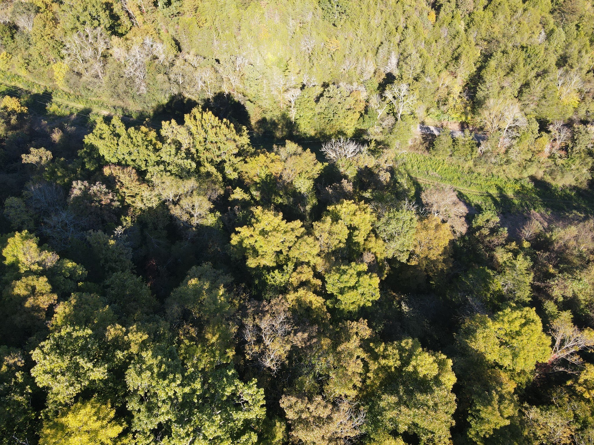 0 Cole Ridge Road Wartrace, TN 37183 - Photo 4 of 5