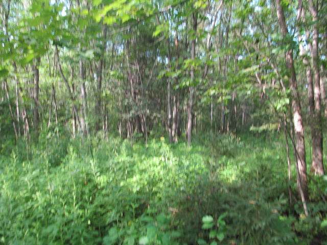 Near Western Road, Unit 80 ACRES Antigo, WI 54409 - Photo 4 of 4 Gallery Image 4