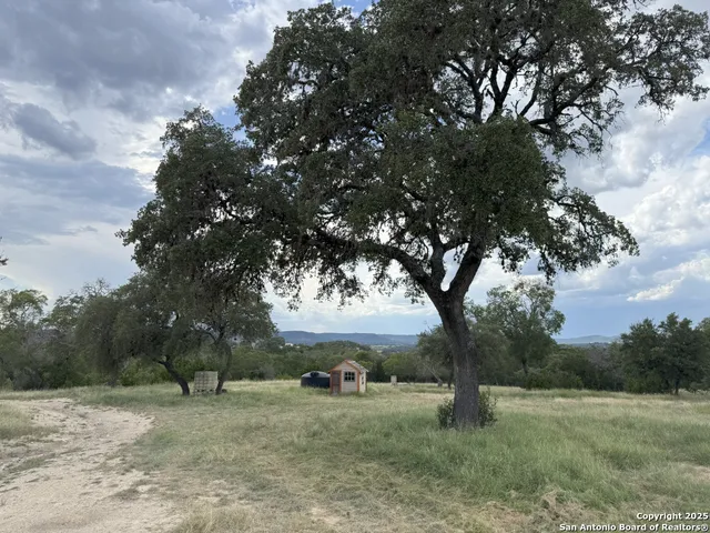 a view of a yard with a tree