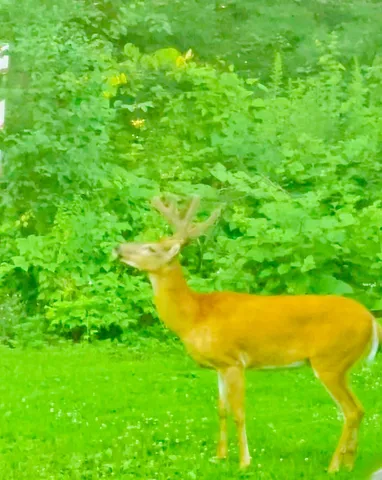 $40,000 | Lot 12 Beaver Drive, Brainerd, MN 56401