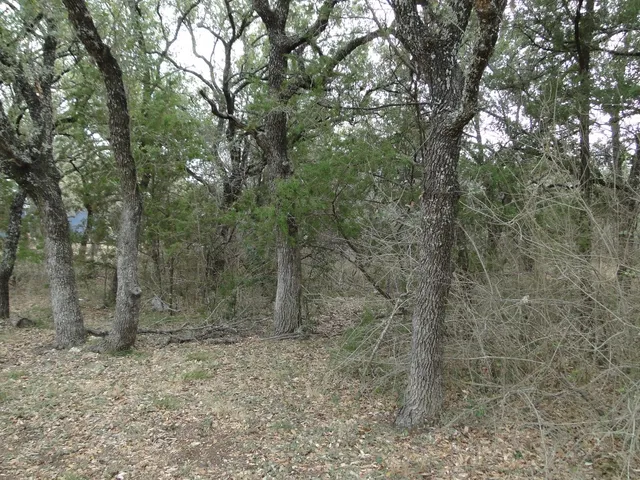 a view of a forest with trees in the background