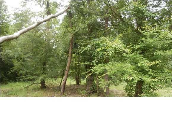 1041 A Edisto River Road Reevesville, SC 29471 - Photo 16 of 19 edisto17