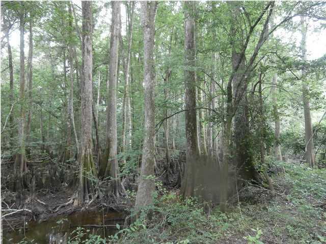 1041 A Edisto River Road Reevesville, SC 29471 - Photo 18 of 19 edisto19