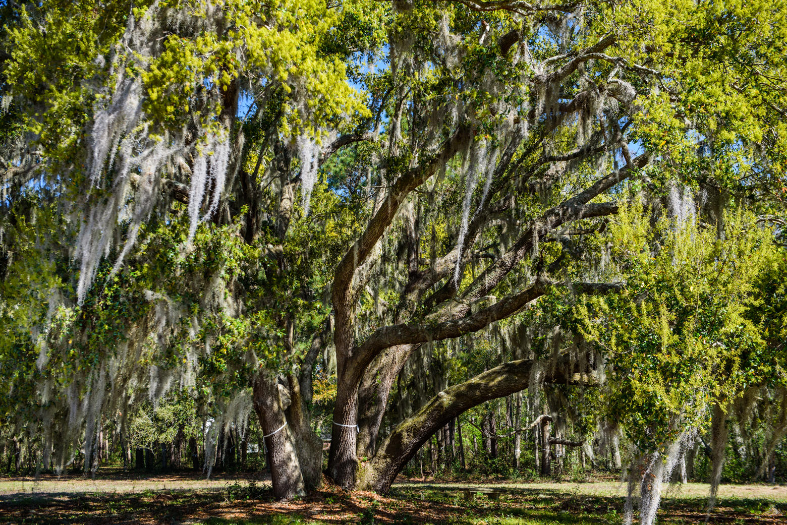 940 Joe Rivers Road Charleston, SC 29412 - Photo 14 of 49 JoeRivers-29