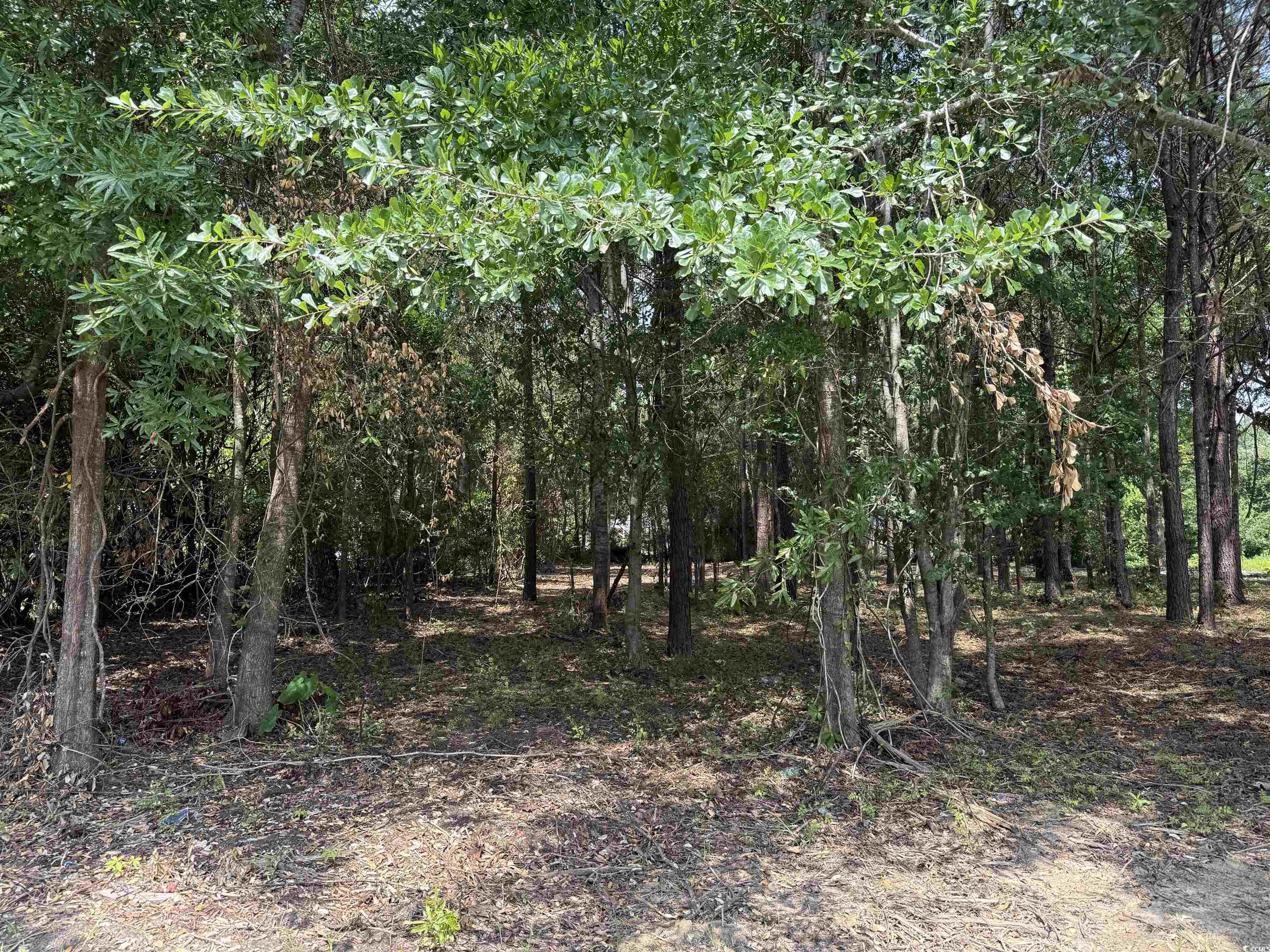 2-lots - Tbd South Rosemary Avenue Andrews, SC 29510 - Photo 2 of 4 View of wooded area