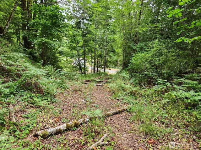 a view of a forest with trees in the background