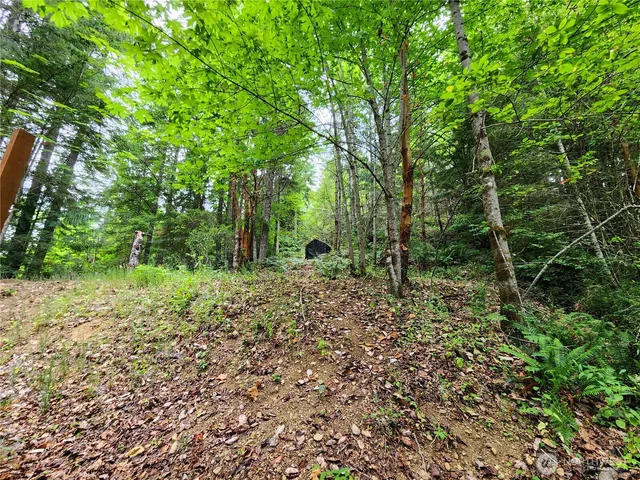 a view of a lush green space
