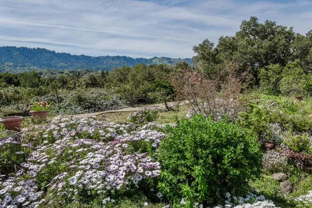 a view of a lush green forest with a mountain