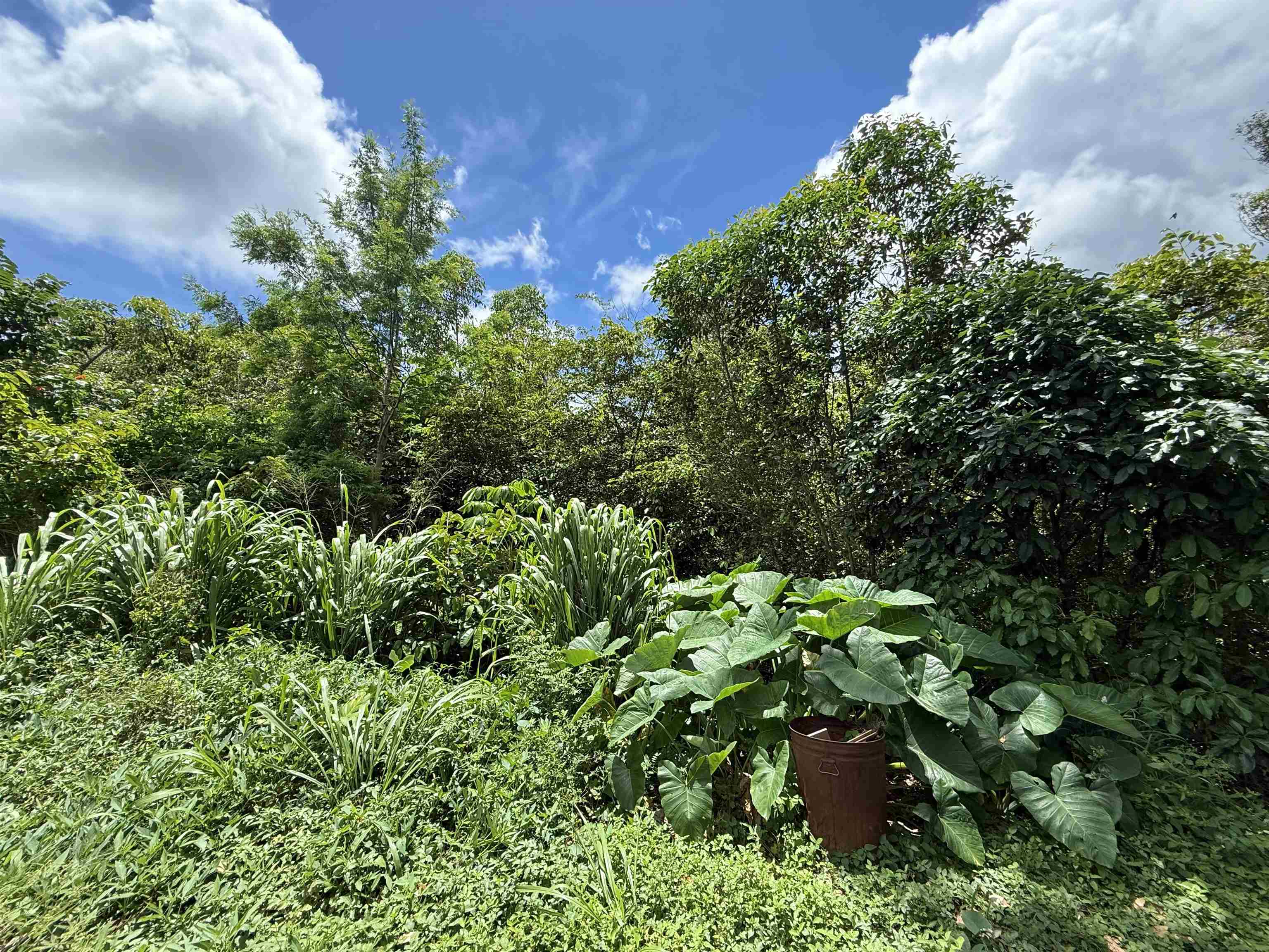 1630 Kauhikoa Road Haiku, HI 96708 - Photo 21 of 48 a plant view