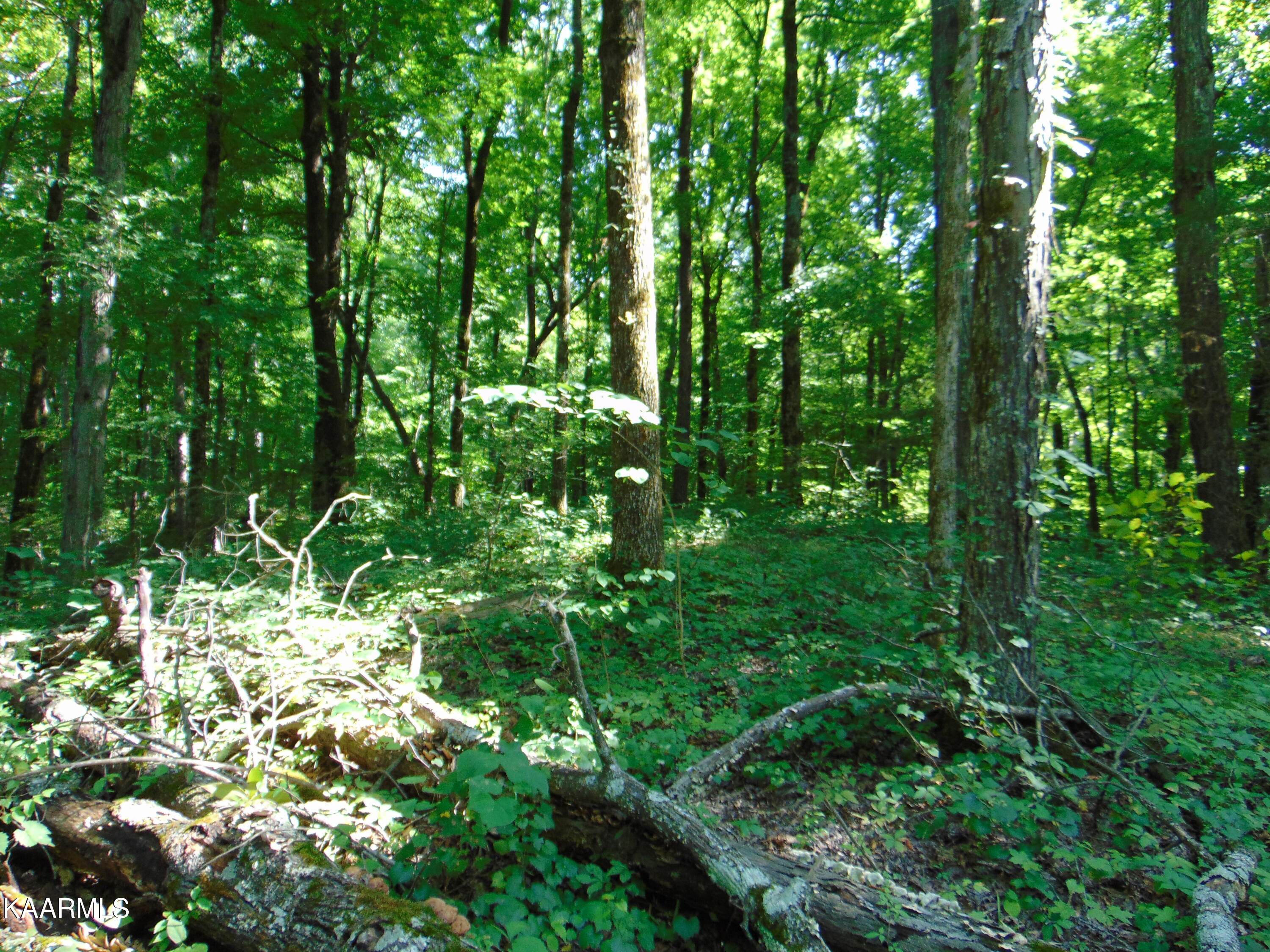 42 Athens Road Delano, TN 37325 - Photo 19 of 19 Tract 42