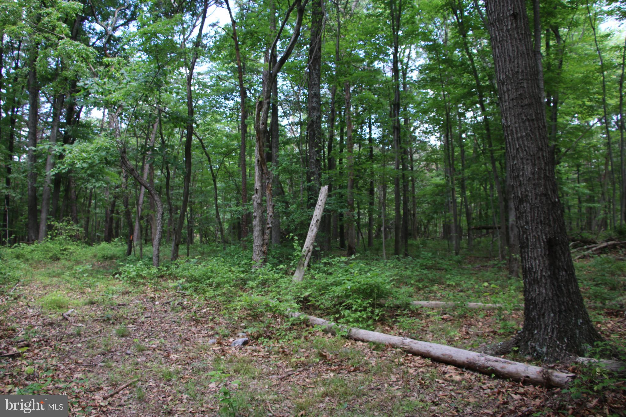 Gough Road Winchester, VA 22602 - Photo 11 of 23 Gallery Image 11