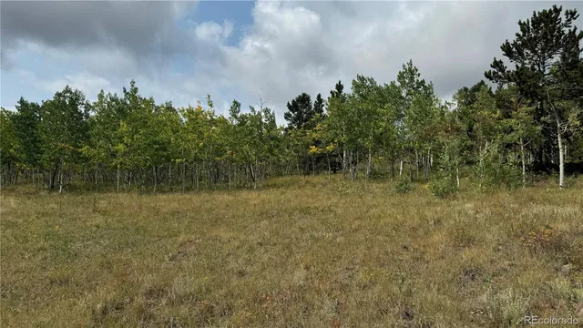 a view of a dry yard