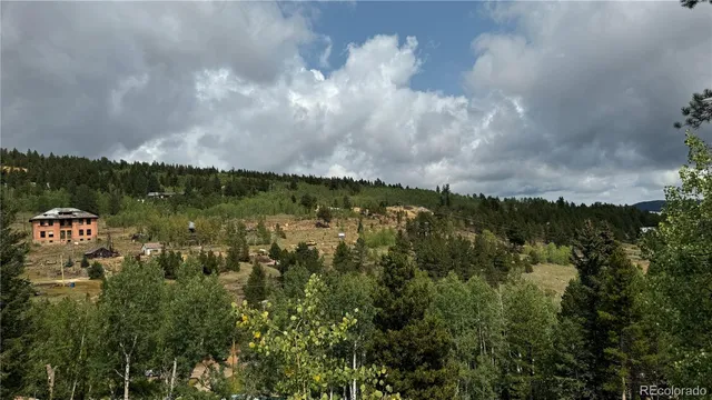 a view of a forest with trees in the background