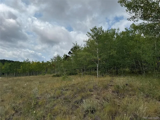 a view of a tree in a yard