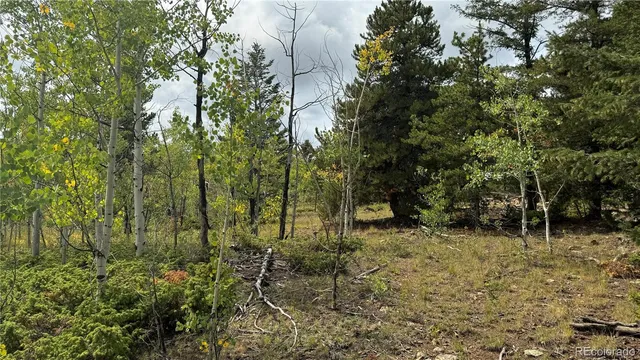 a view of a forest with a tree