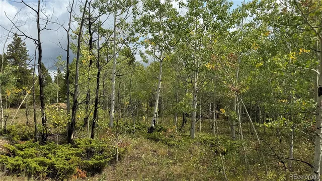 a view of a forest with a tree