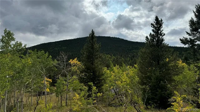 a view of a bunch of trees
