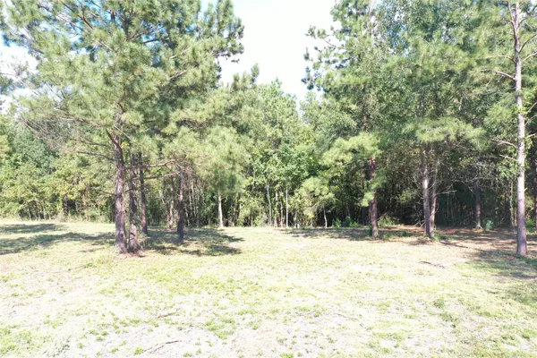 a view of a yard with large trees