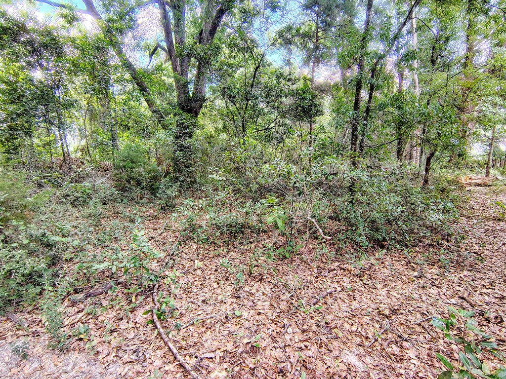 0 Baker Avenue Geneva, AL 36340 - Photo 3 of 8