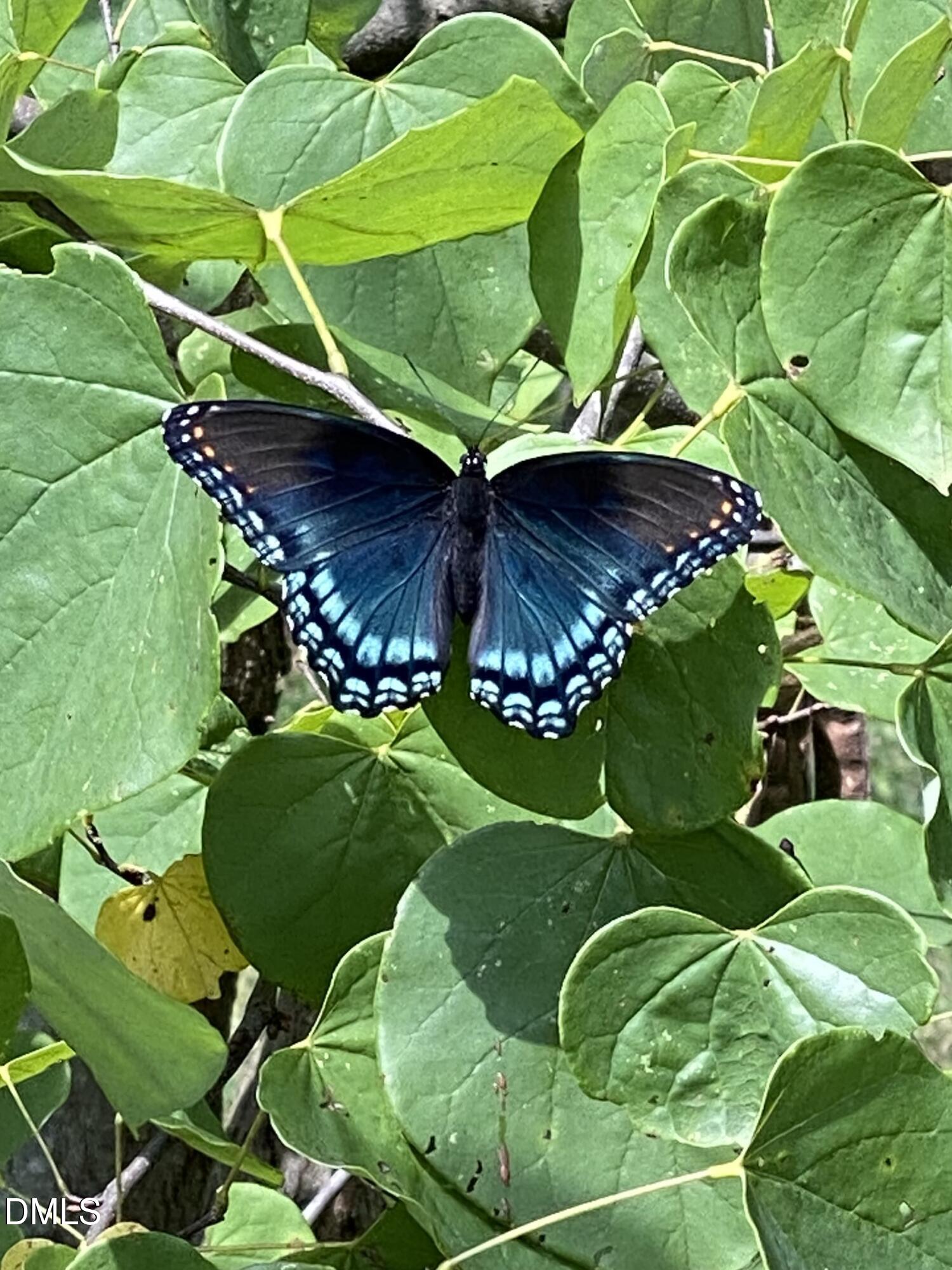 632 Whitt Town Road Roxboro, NC 27574 - Photo 61 of 73 Blue Butterfly