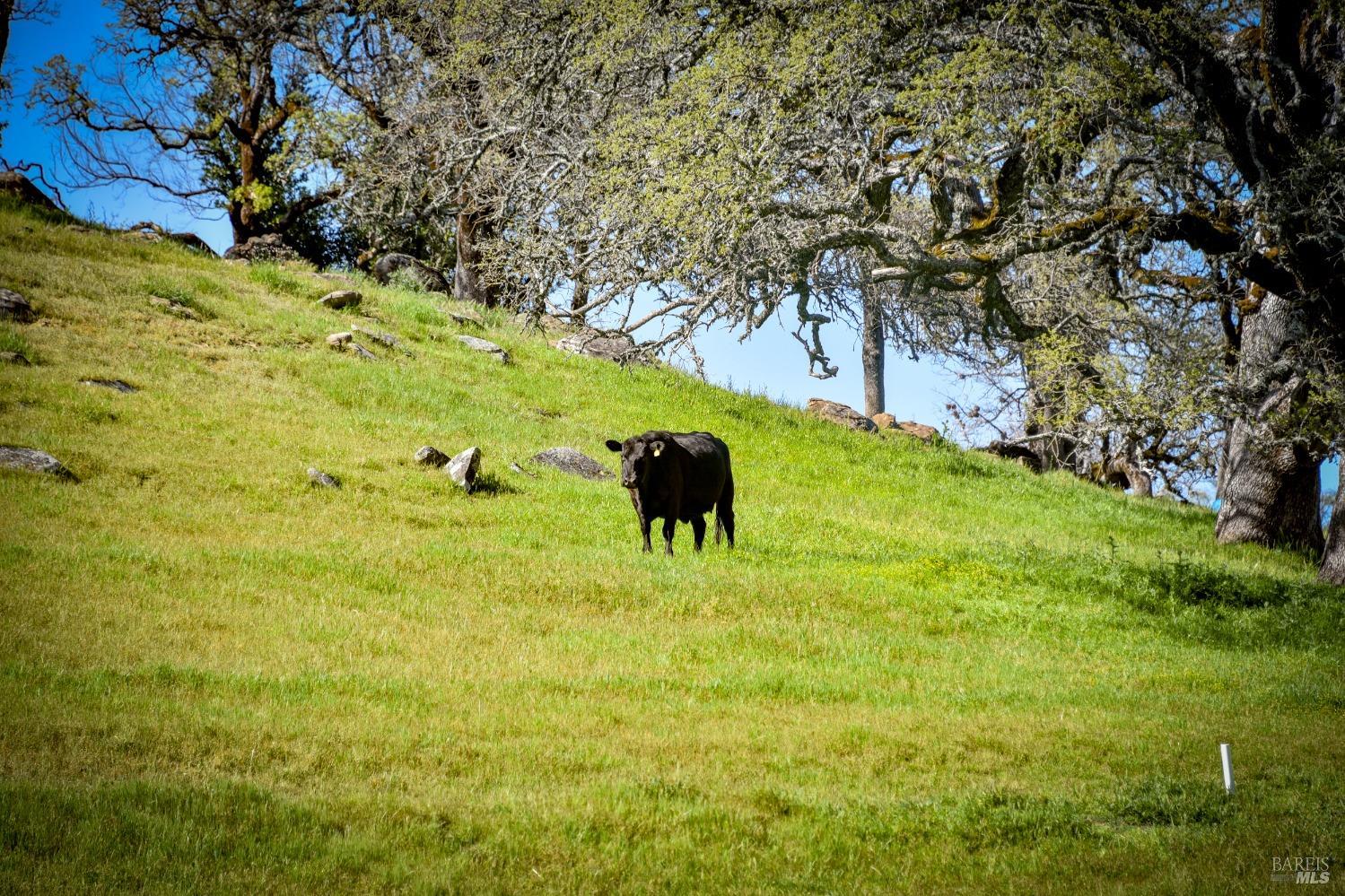 100 Longhorn Ridge Road Napa, CA 94558 - Photo 55 of 68