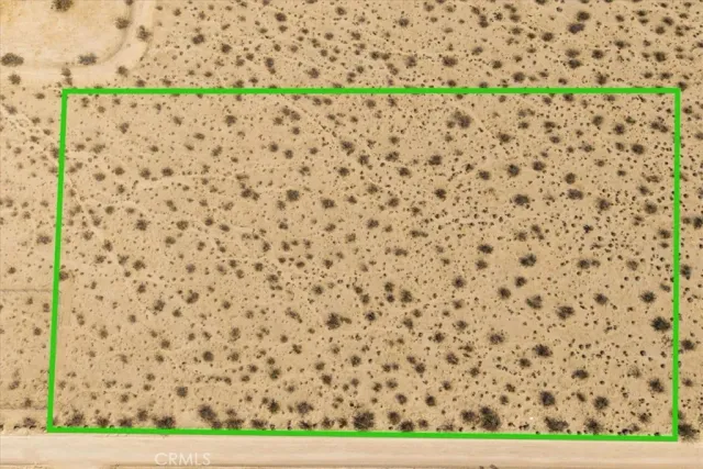 a close up of a bunch of fruit