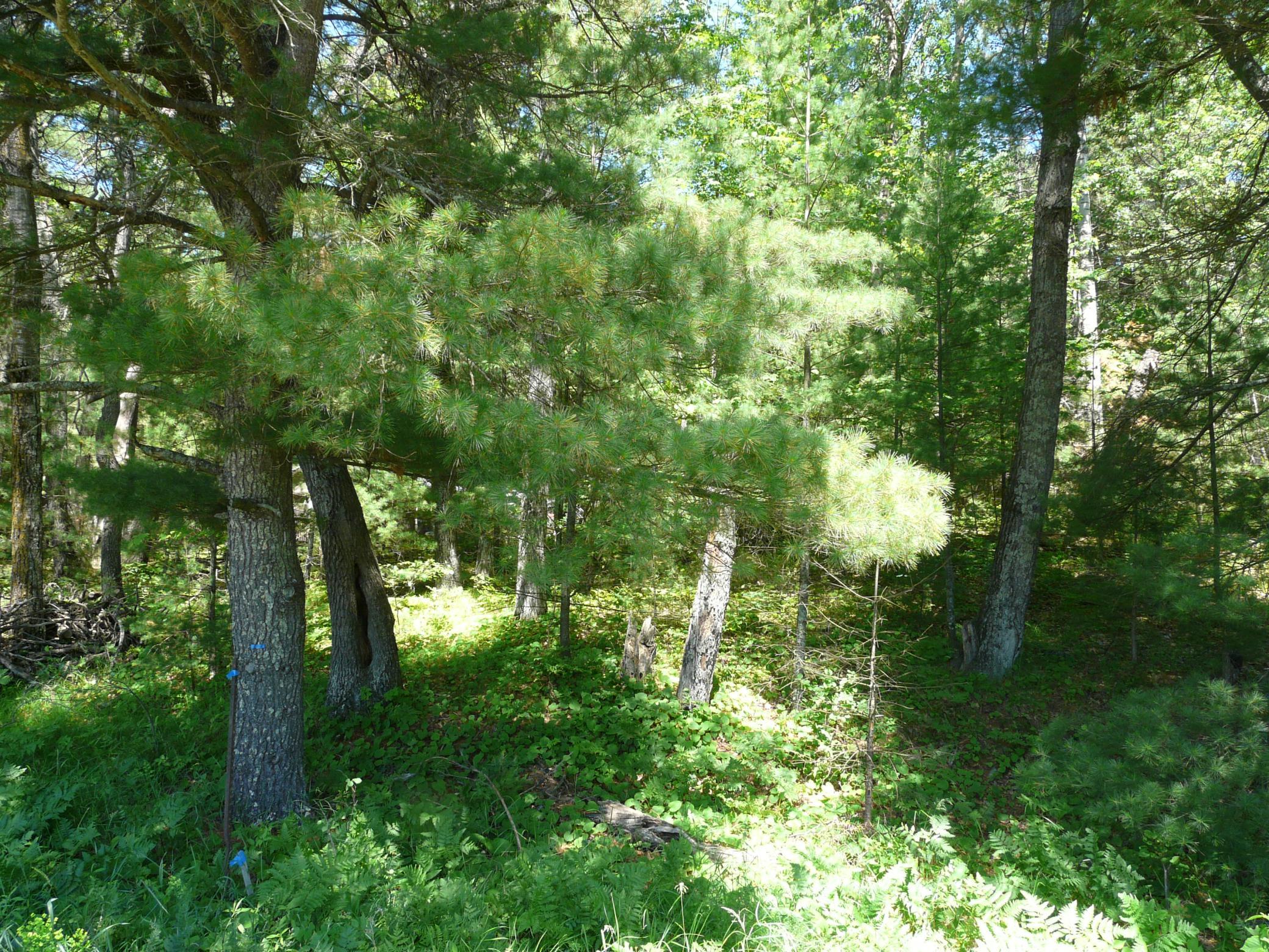 Lot 6 Bushey Road Webster, WI 54893 - Photo 1 of 1