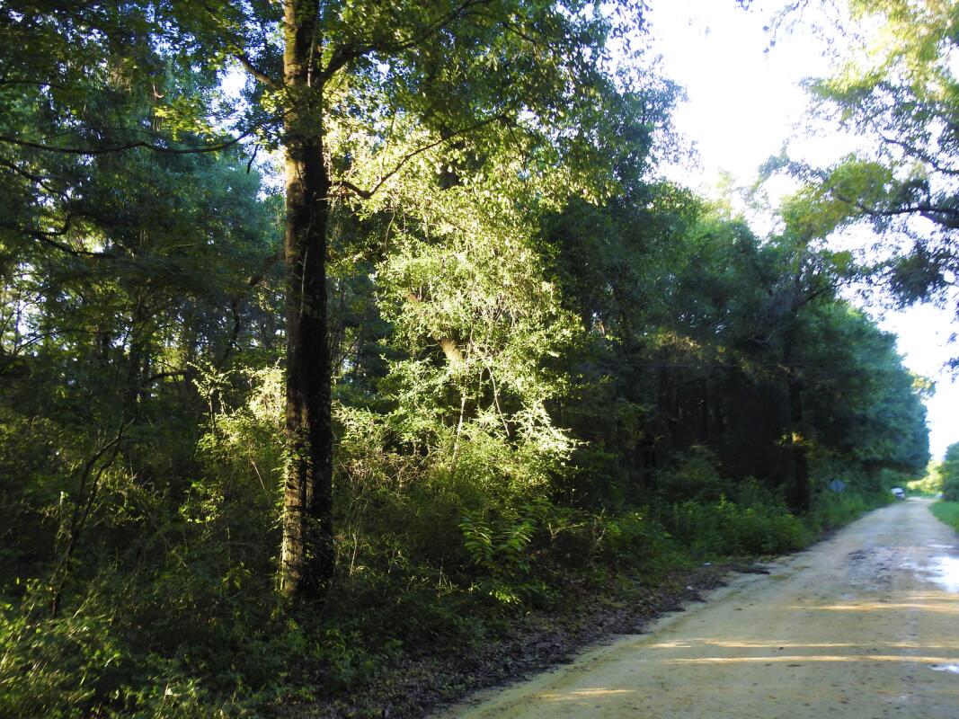 0 Dodson Road Baker, FL 32531 - Photo 3 of 6 a view of forest