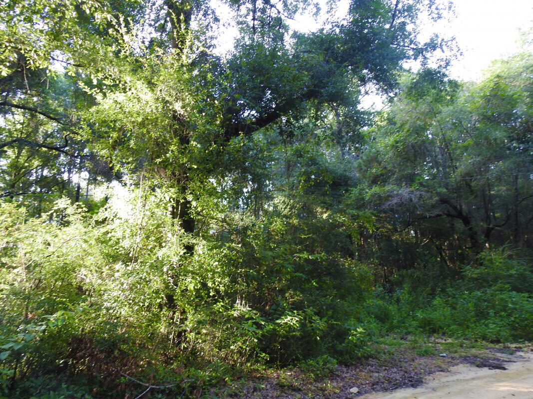 0 Dodson Road Baker, FL 32531 - Photo 6 of 6 a view of a lush green forest