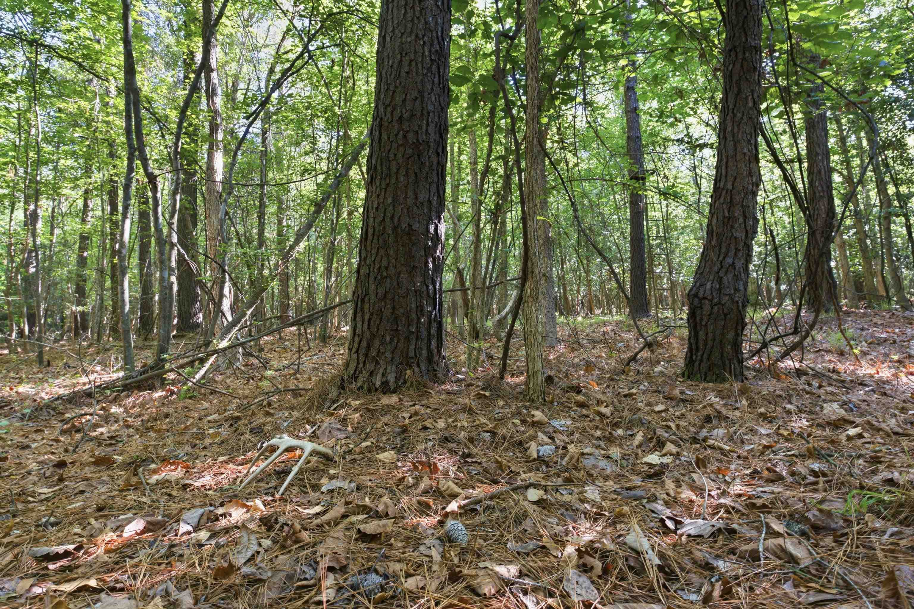 9475 Lake Swamp Road Nichols, SC 29581 - Photo 4 of 36