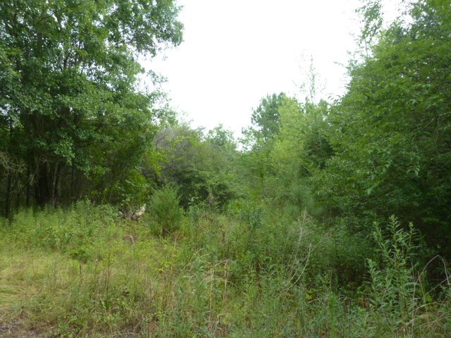 Perkins Creek Road Seneca, SC 29678 - Photo 4 of 9 Gallery Image 4
