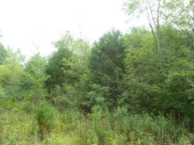 Perkins Creek Road Seneca, SC 29678 - Photo 6 of 9 Gallery Image 6