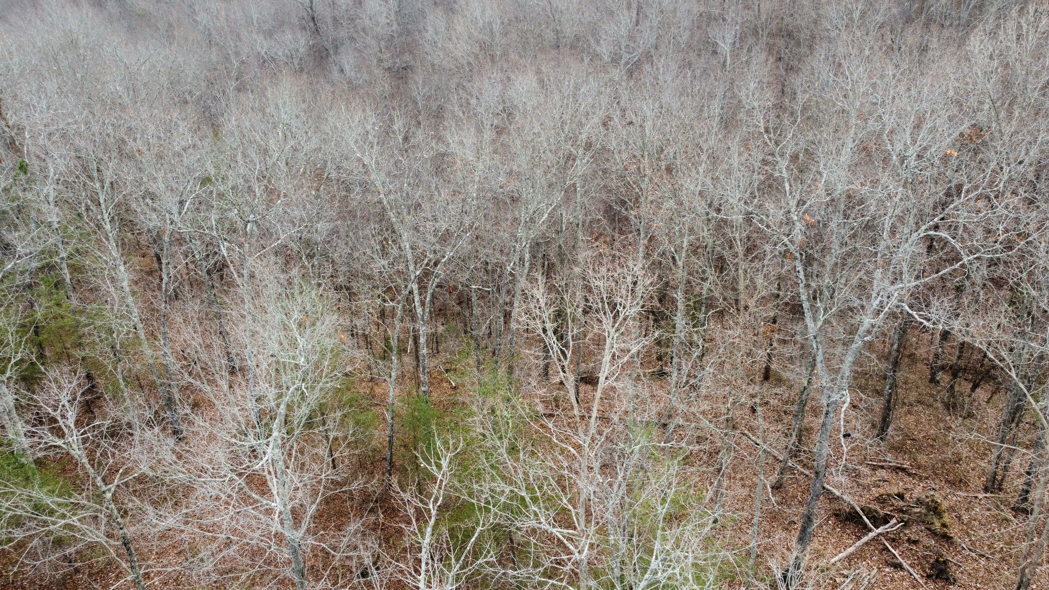 545 Howard Switch Road Hohenwald, TN 38462 - Photo 11 of 23 Gallery Image 11