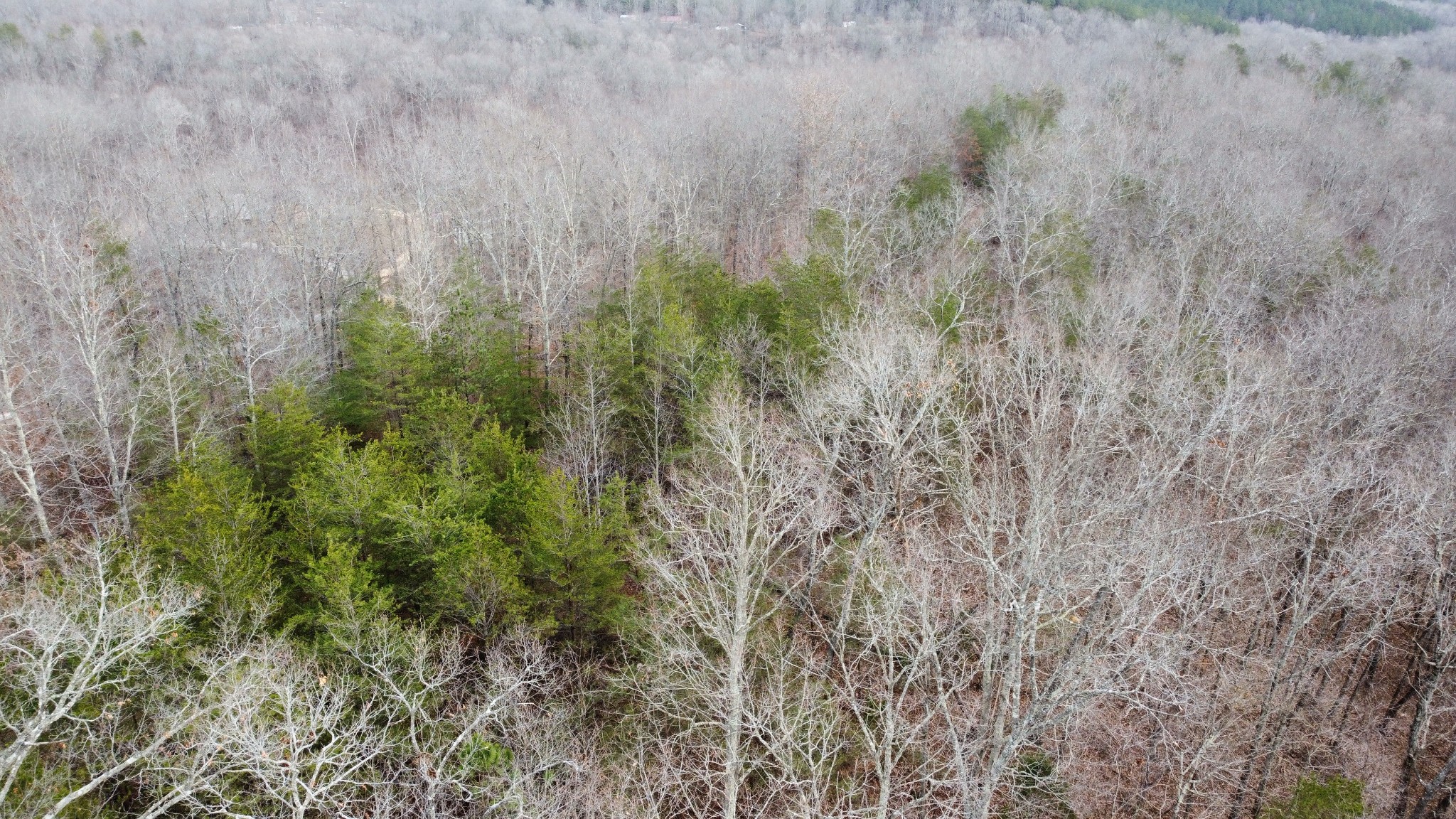 545 Howard Switch Road Hohenwald, TN 38462 - Photo 17 of 23 Gallery Image 17