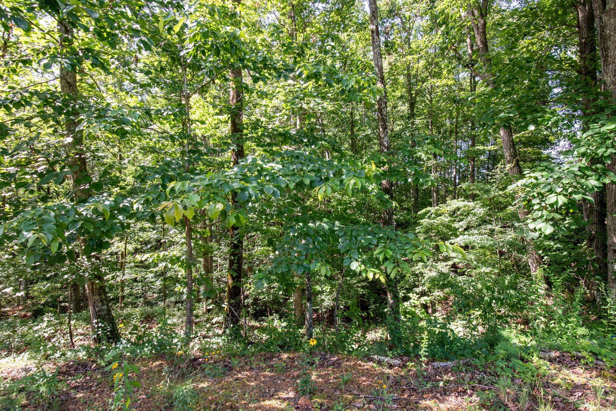545 Howard Switch Road Hohenwald, TN 38462 - Photo 2 of 23 Gallery Image 2