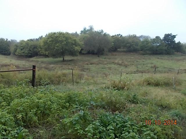 0 County Line Road Alexandria, TN 37012 - Photo 1 of 20 a view of a forest with a tree