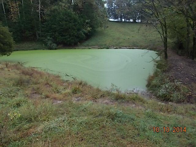 0 County Line Road Alexandria, TN 37012 - Photo 11 of 20 a view of a yard with a tree