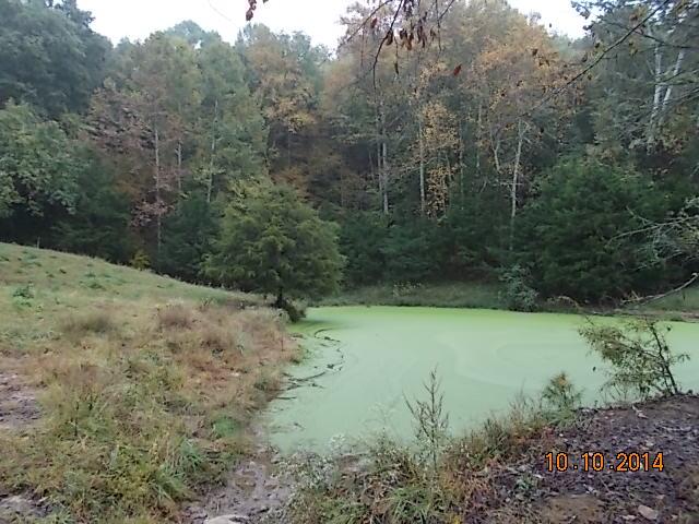 0 County Line Road Alexandria, TN 37012 - Photo 14 of 20 a view of a yard with a tree