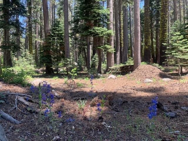21164 Donner Pass Road Soda Springs, CA 95728 - Photo 3 of 19 Gallery Image 3