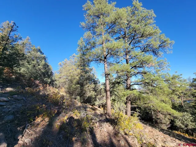 a view of a yard with trees