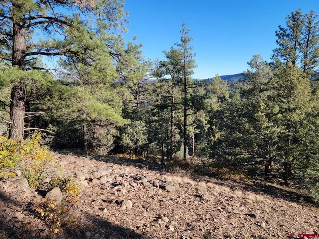 a view of a forest with a tree