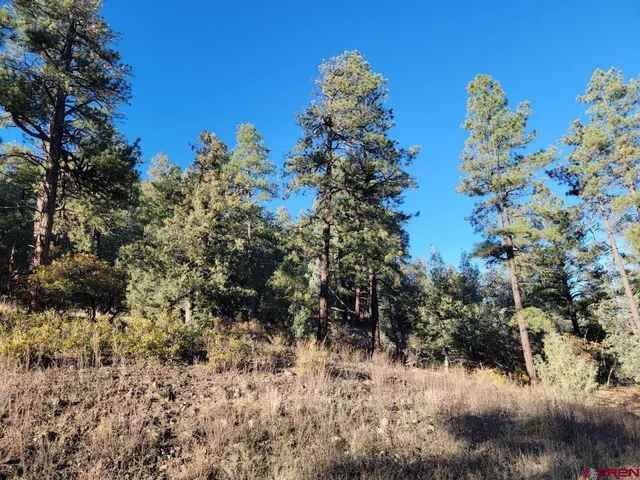 a view of a tree in a yard