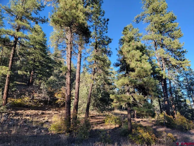 a view of a tree in a yard