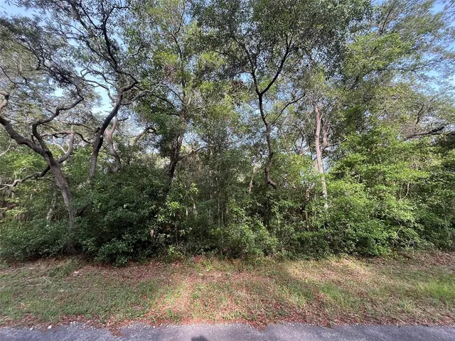 a view of a forest with trees in the background