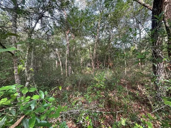 a view of a forest with lush green forest