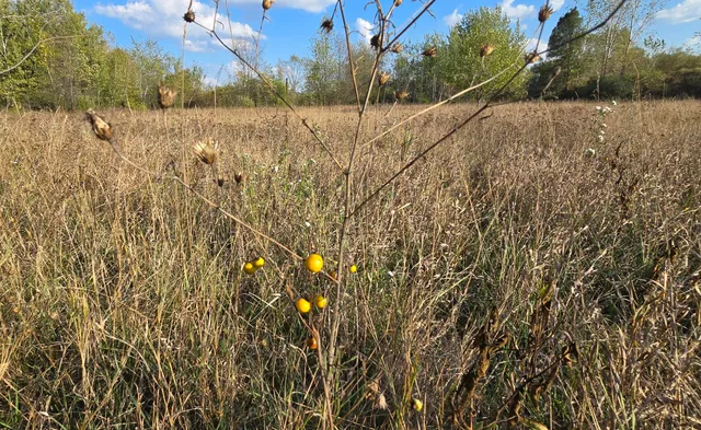 $39,900 | 8692 East Baseline Road, Mount Pleasant, MI 48858