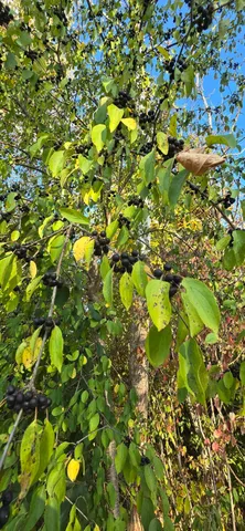 $39,900 | 8692 East Baseline Road, Mount Pleasant, MI 48858