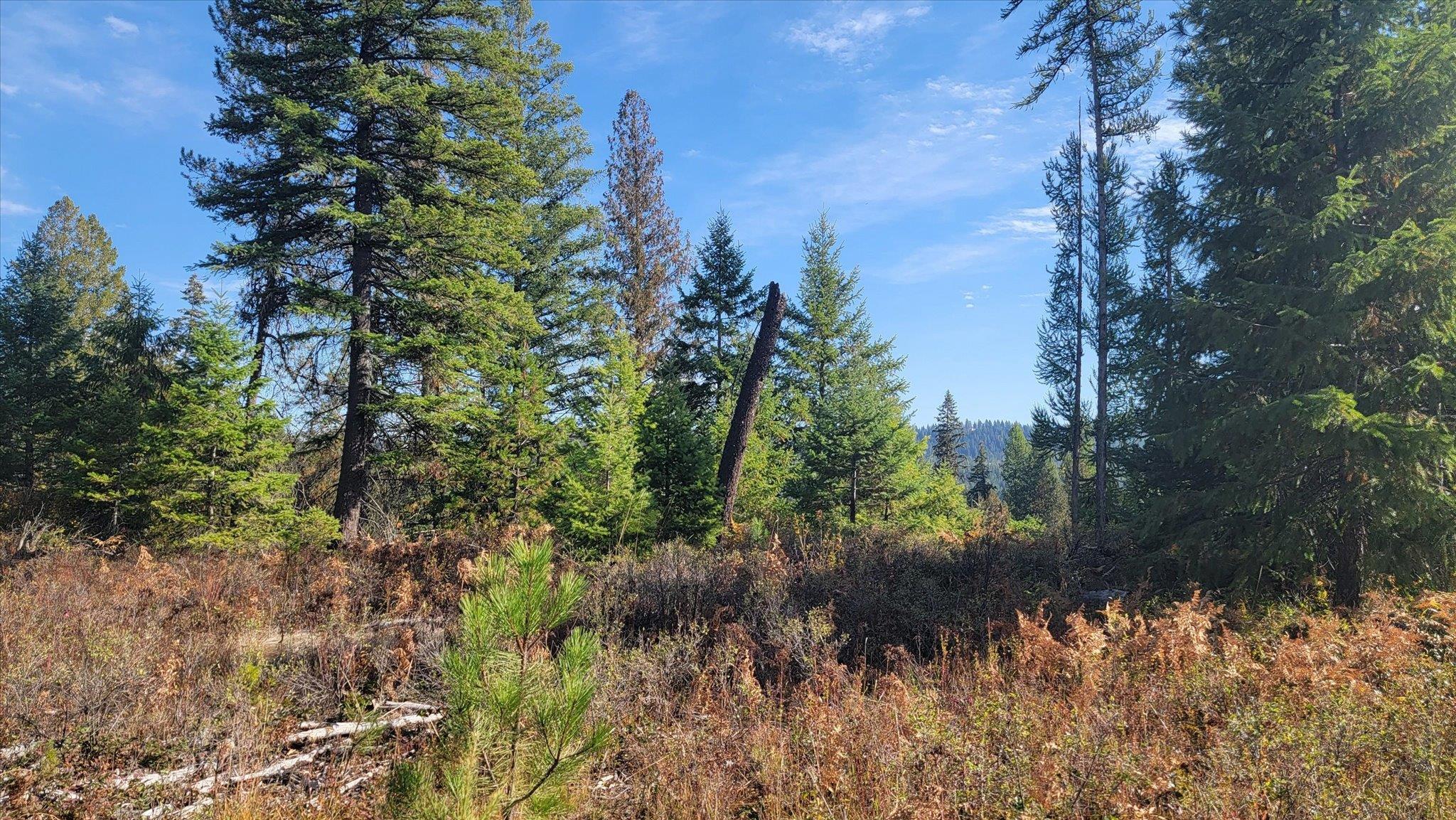 Nkn Green Road Newport, WA 99156 - Photo 12 of 49