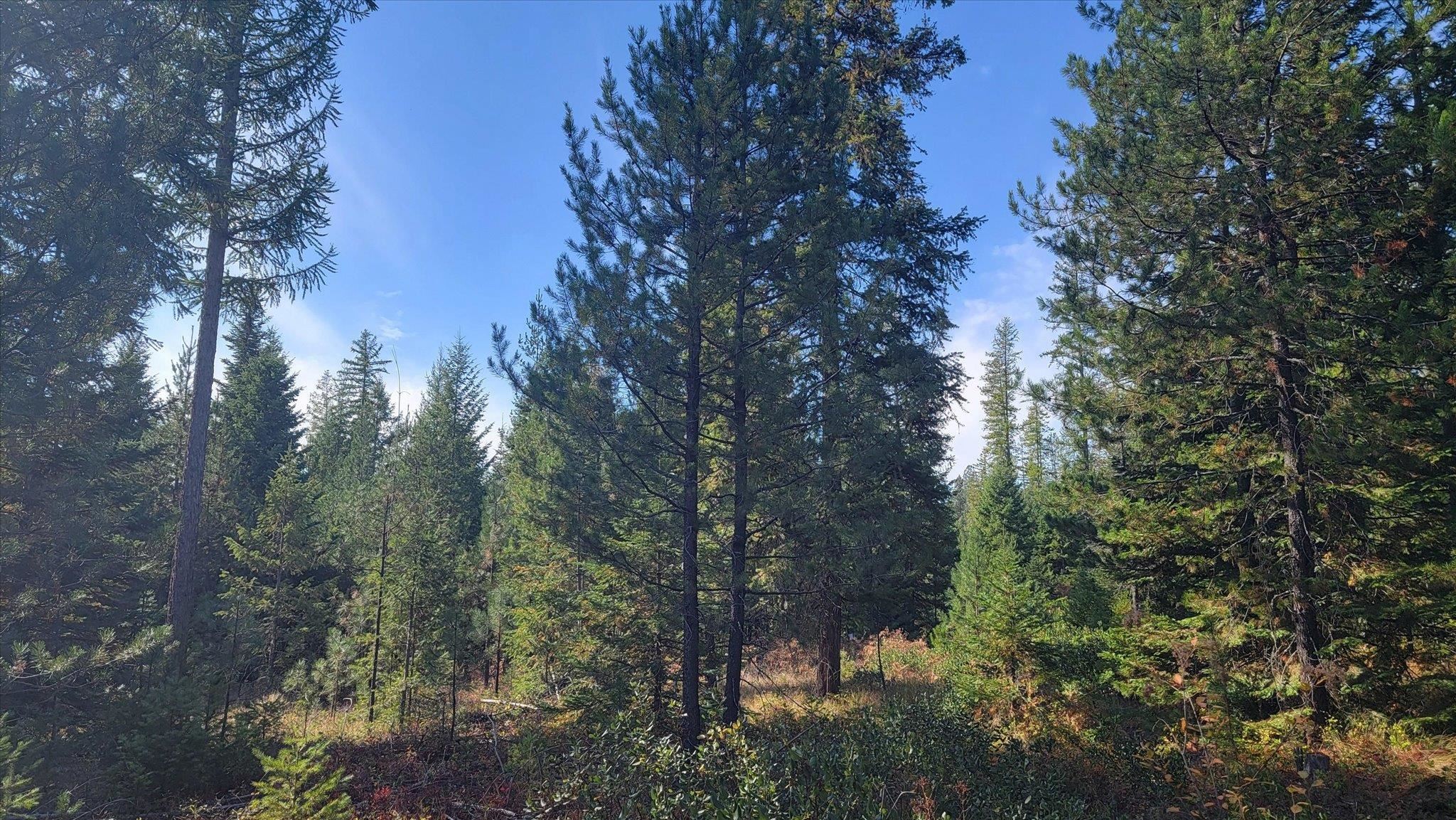 Nkn Green Road Newport, WA 99156 - Photo 26 of 49